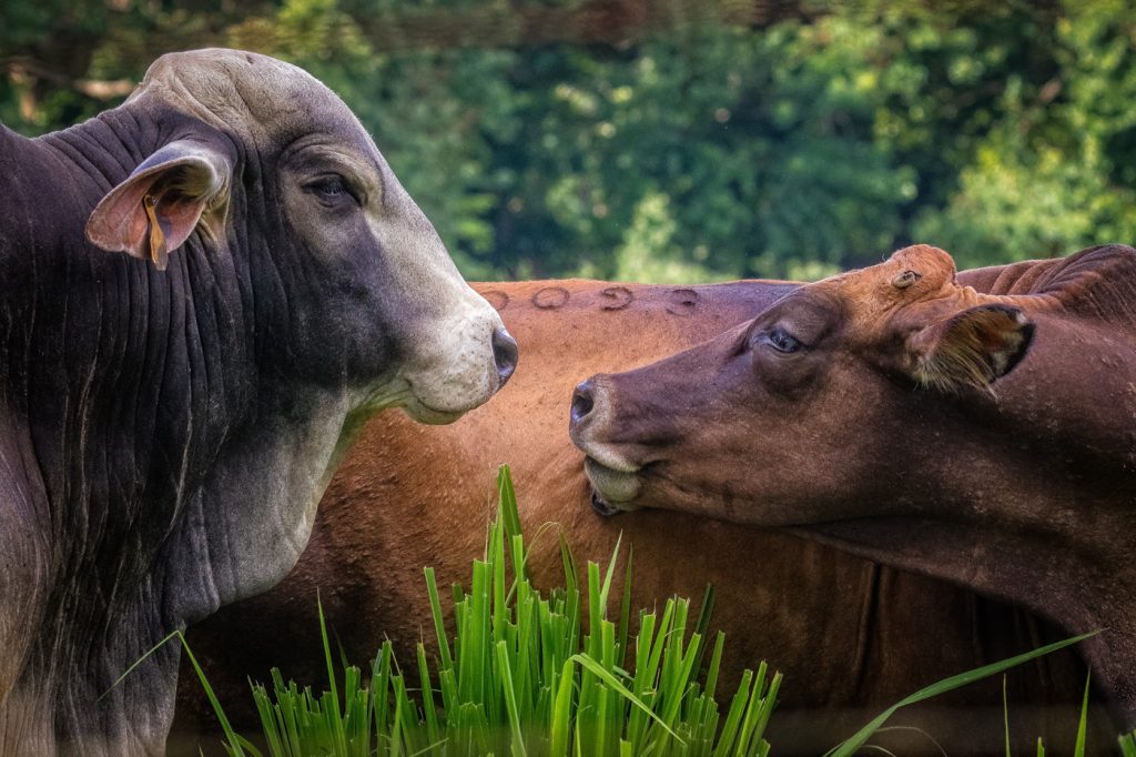 Love At First Sight - Ellen Ahern